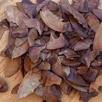kaufen brown myrtle tree pflanzung samen Stück, 100 Stück