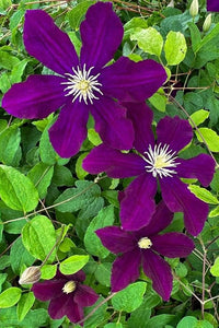 Waldrebe Blumensamen zur Aussaat – saisonal Dauerblüher – Traditionssorte & ohne Gentechnik Samen Hausgarten
