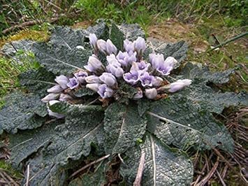 Schwarz mandrake mandragora autumnalis blume samen – heirloom non-gmo for garten anpflanzung
 
 sale samen for home garten
