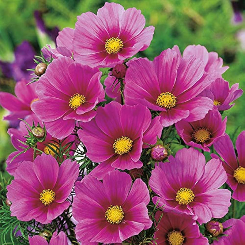 Cosmos shells mix blume samen for unique shell-like petals in garten