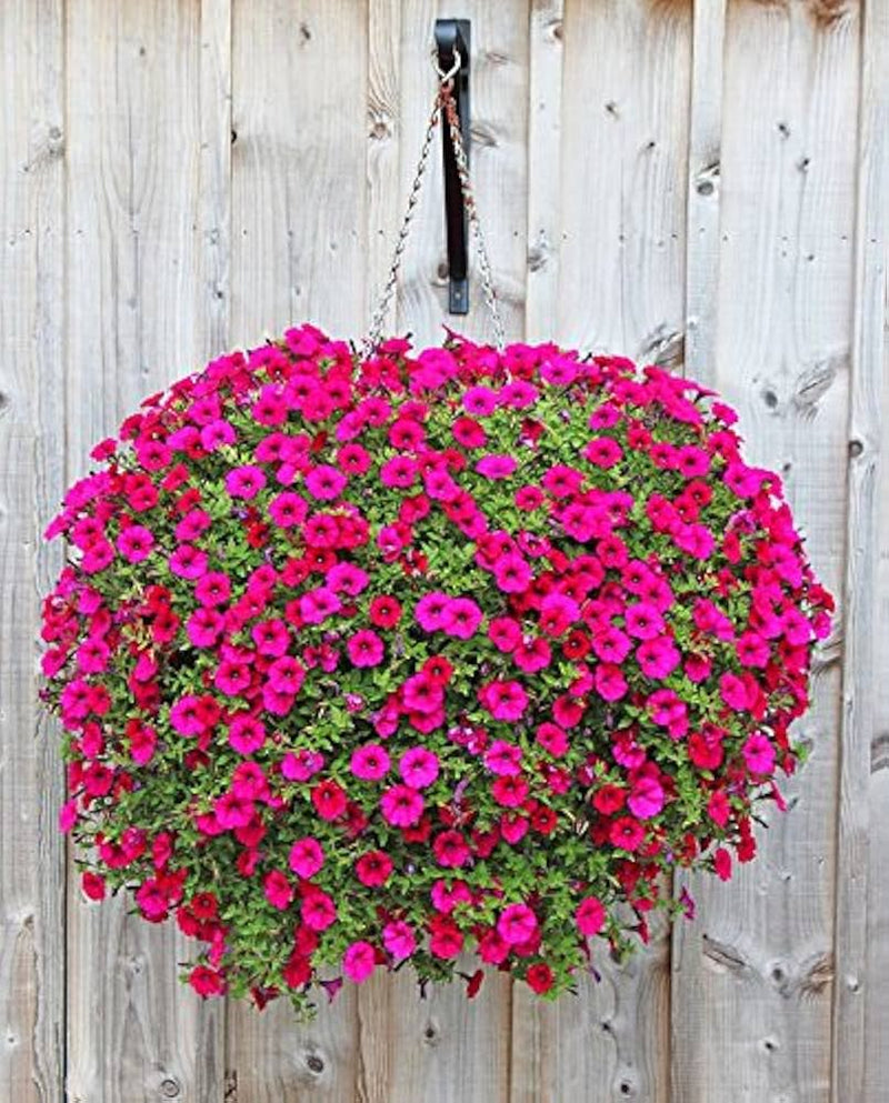 Freiheit rosa petunia blume samen for vibrant garten displays