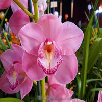 Bordeaux Cymbidium Orchidee Blumensamen zur Aussaat Landhaus Garten wichtig Traditionssorte & ohne Gentechnik Samen Hausgarten