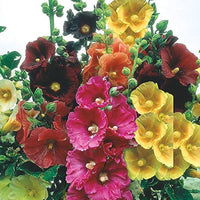 Malve super-single-mix for anpflanzung in home garten