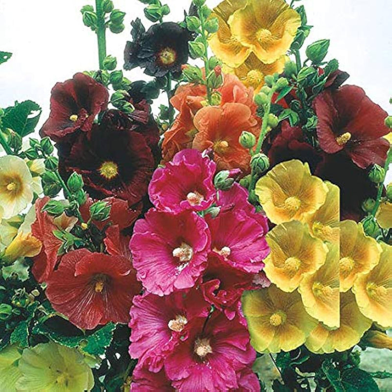 Malve super-single-mix for anpflanzung in home garten