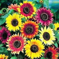 Gemischt Sonnenblume Samen zur Aussaat – kompakt Wuchs – Traditionssorte & ohne Gentechnik Samen Hausgarten