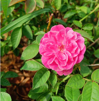dunkel Rosa Rose Blumensamen zur Aussaat robust Sorte Traditionssorte & ohne Gentechnik Samen Hausgarten