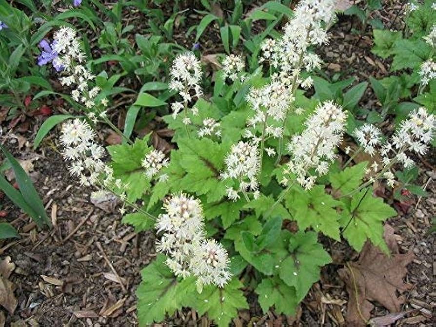Weiß Tiarella Trifoliata Blumensamen zur Aussaat – farbenfroh Schau – Traditionssorte & ohne Gentechnik Samen Hausgarten