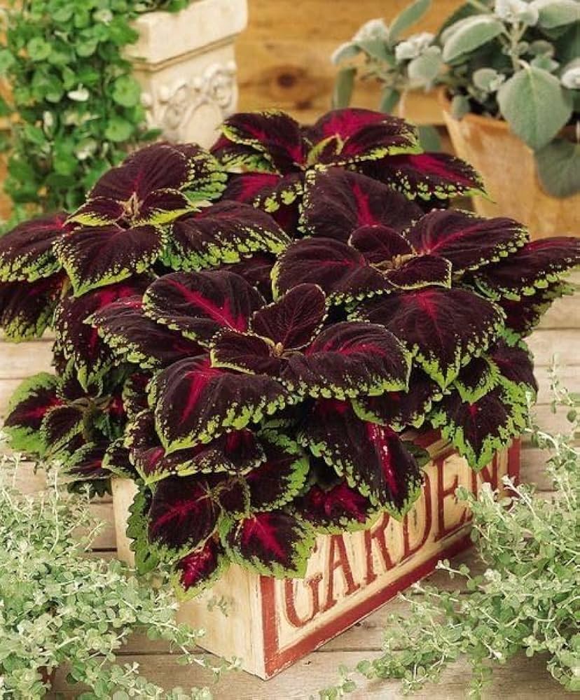 Buntnessel Wizard Coral Sunrise Samen zur Aussaat Blume Beet