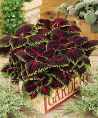 Buntnessel Wizard Coral Sunrise Samen zur Aussaat Blume Beet