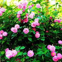Traditionssorte Rose Bonsai Blumensamen zur Aussaat Drought verträglich Traditionssorte & ohne Gentechnik Samen Hausgarten