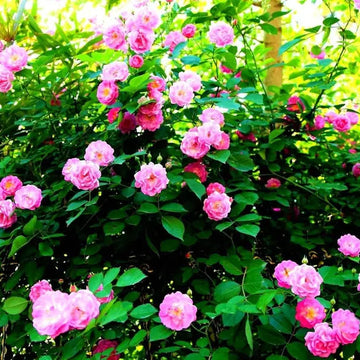 Traditionssorte Rose Bonsai Blumensamen zur Aussaat Drought verträglich Traditionssorte & ohne Gentechnik Samen Hausgarten
