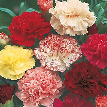 Pieces 16 colors carnation perennial blumen