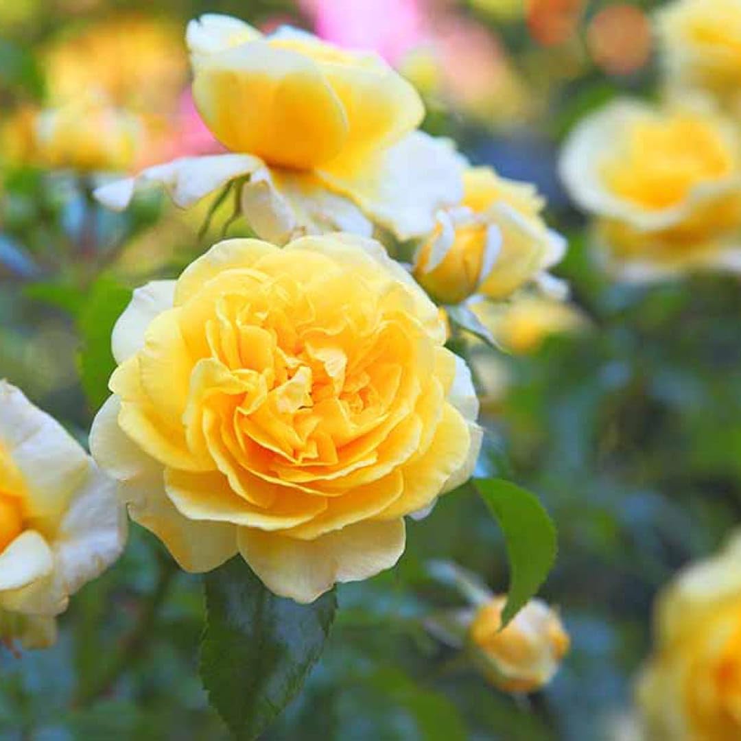 Gelb und Weiß Rose Blumensamen Aussaat farbenfroh Gärten