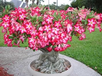 Adenium blume samen for anpflanzung easy to grow heirloom & gmo free samen for home garten 
 
 sale for anpflanzung in home garten