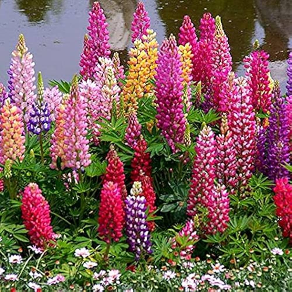 Velvet Lupine Blumensamen – mehrjährig Bodendecker Pflanze