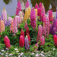 Velvet Lupine Blumensamen – mehrjährig Bodendecker Pflanze