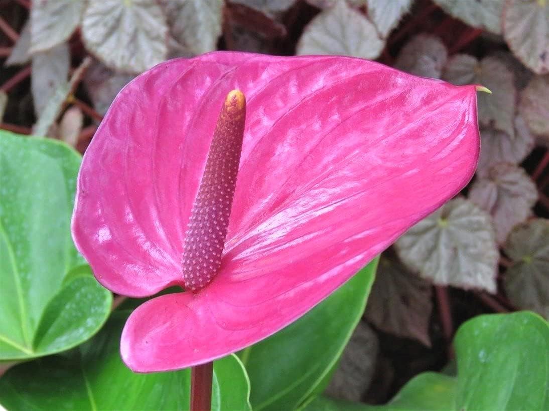 Rosa (rosa anthurium) samen for anpflanzung in home garten