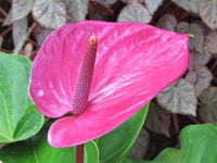 Rosa (rosa anthurium) samen for anpflanzung in home garten