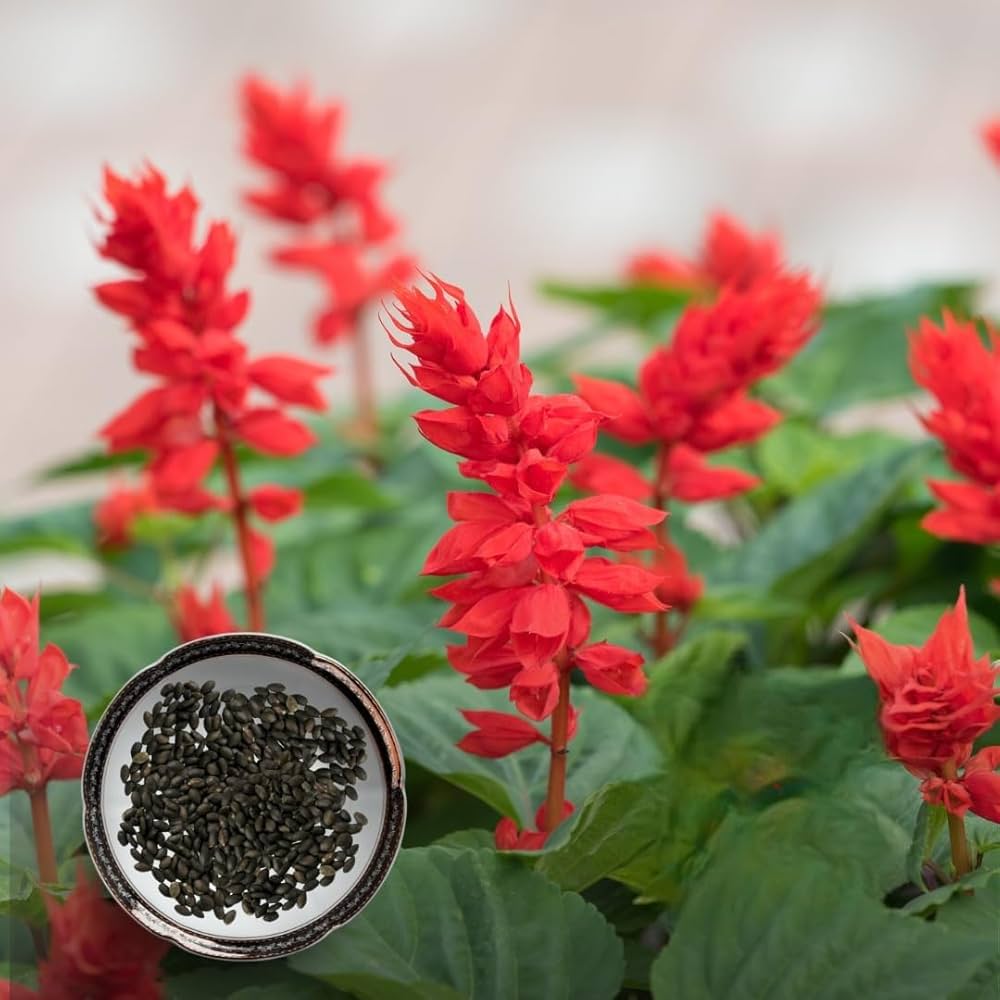 Salvia Splendens Sizzler Rot Samen zur Aussaat Hausgarten Blume Rabatten