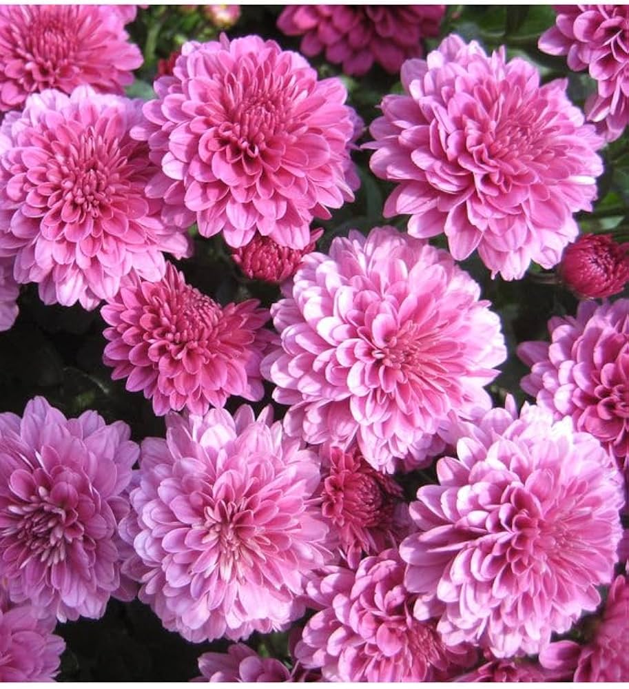 Lila Chrysantheme Carinatum Blumensamen zur Aussaat – pflegeleicht – Traditionssorte & ohne Gentechnik Samen Hausgarten