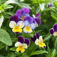 Veilchen – Johnny Jump-Up Veilchen tricolor Blumensamen zur Aussaat Garten