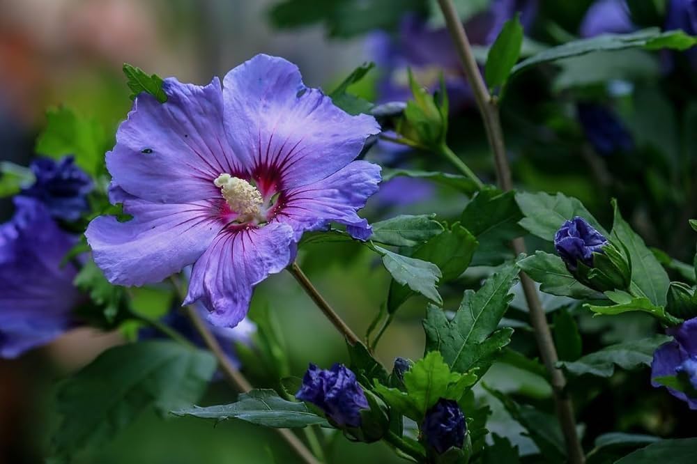 Blau Hibiskus Blumensamen Wildblume Mischung Traditionssorte & ohne Gentechnik Samen Hausgarten