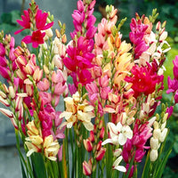 MultiColor Mittagsgold Blumensamen zur Aussaat leuchtend Traditionssorte & ohne Gentechnik Samen Hausgarten