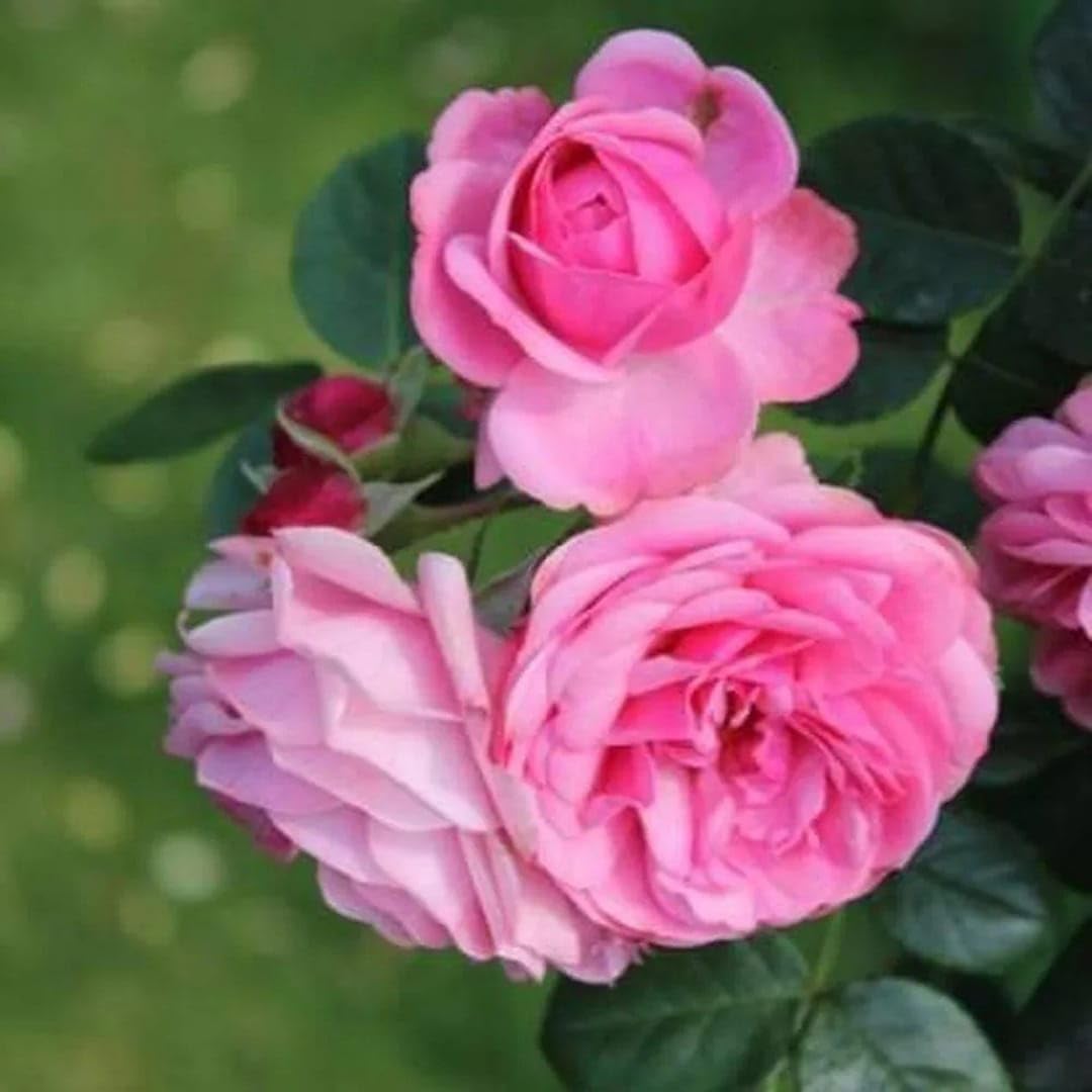 hell Rosa gefüllt Petal English Rose Samen zur Aussaat Anzucht Traditionssorte & ohne Gentechnik Samen Hausgarten