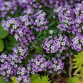 Lobularia maritima blume samen for anpflanzung - pollinator friendly, heirloom & gmo free samen for home garten
 
 sale samen for anpflanzung in home garten