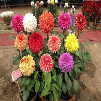 Dahlie Mignon Mischung Samen zur Aussaat Patio Garten Blume Pots