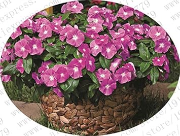 Lila vinca periwinkle blume samen for anpflanzung - premium quality, heirloom & gmo free samen for home garten
 
 sale for anpflanzung in home garten