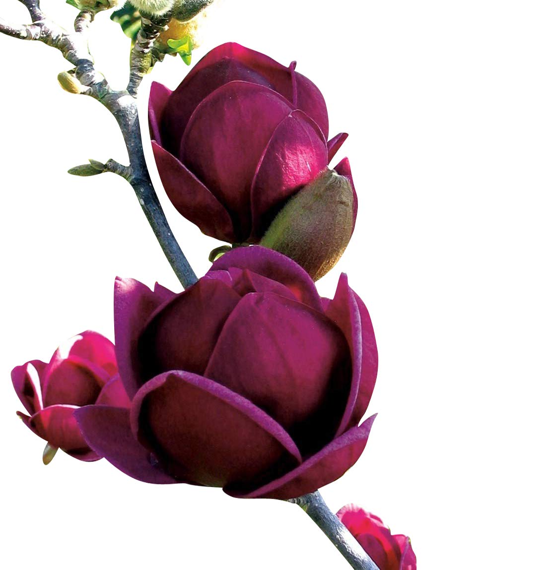 Lila Yula Magnolia Blumensamen selten blühend Trees