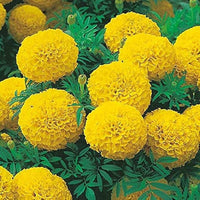 Studentenblume Tagetes spp Blumensamen zur Aussaat Blume Beet und Garten