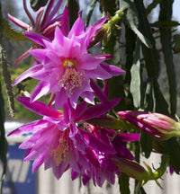 Lila (lila epiphyllum) samen for anpflanzung in home garten