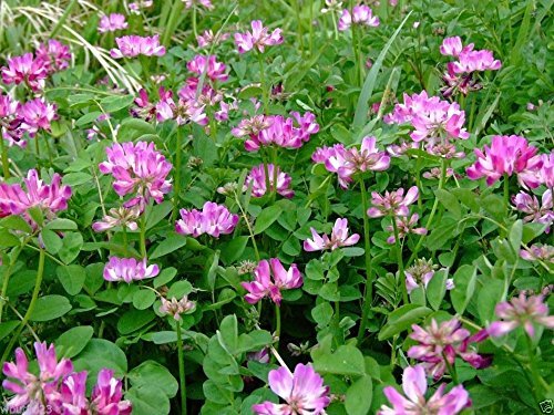 Violett Milkvetch Sinicus Blumensamen zur Aussaat – duftend Blüten – Traditionssorte & ohne Gentechnik Samen Hausgarten