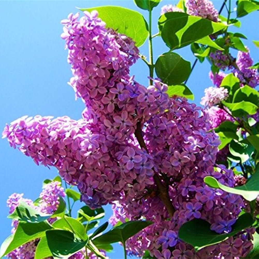 Lila fragrant blume samen for anpflanzung - compact growth, heirloom & gmo free samen for home garten
 
 sale samen for anpflanzung in home garten