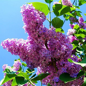 Lila fragrant blume samen for anpflanzung - compact growth, heirloom & gmo free samen for home garten
 
 sale samen for anpflanzung in home garten