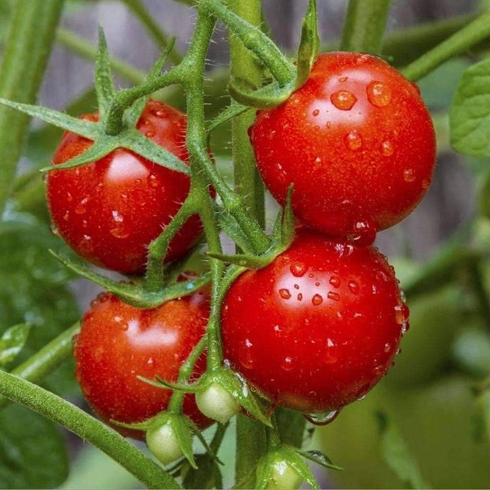 Tomate Solanum lycopersicum Samen zum Pflanzen urban garden home garden
