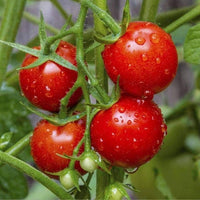 Tomate Solanum lycopersicum Samen zum Pflanzen urban garden home garden