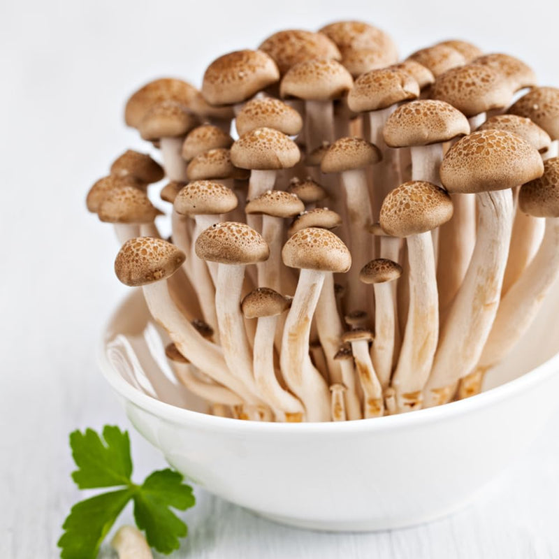 Semillas de champiñón marrón para plantar - semillas de hortalizas premium