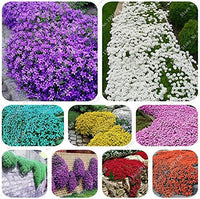 Mix creeping thyme blume samen for anpflanzung - sun loving, heirloom & gmo free samen for home garten
 
 sale samen for home garten