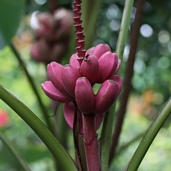 Semi di banana rosa facili da piantare