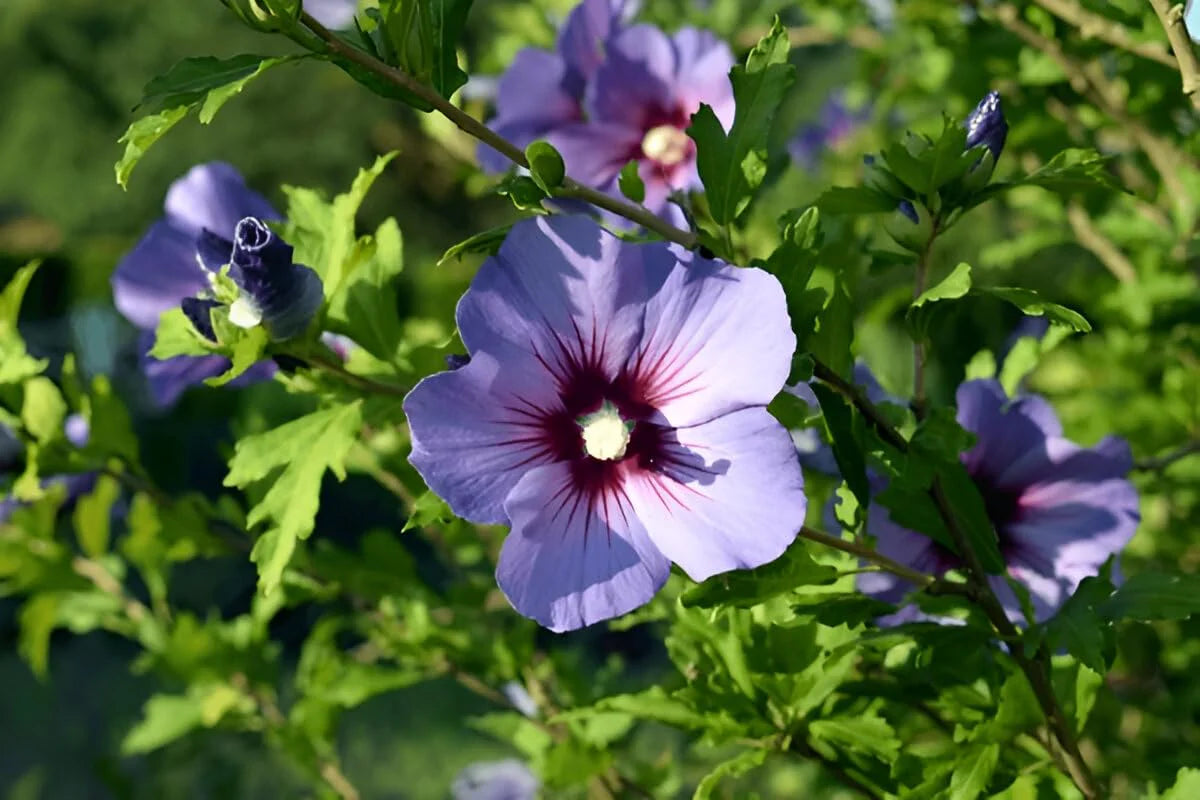 Lila Hibiskus Blumensamen zur Aussaat sonnenliebend Traditionssorte & ohne Gentechnik Samen Hausgarten
