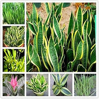 Sansevieria blume samen for anpflanzung - cut blume favorite, heirloom & gmo free samen for home garten
 
 sale samen for home garten