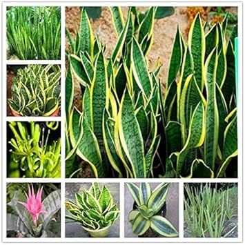 Sansevieria blume samen for anpflanzung - cut blume favorite, heirloom & gmo free samen for home garten
 
 sale samen for home garten