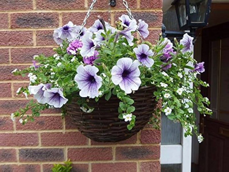 Tritunia purpurner sterne petunia samen for lila blooms