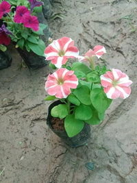 Mixed petunia petunia hybrida samen for anpflanzung in window garten