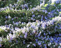Lila rosmarinus blume samen for anpflanzung - pollinator friendly, heirloom & gmo free samen for home garten
 
 sale for anpflanzung in home garten.