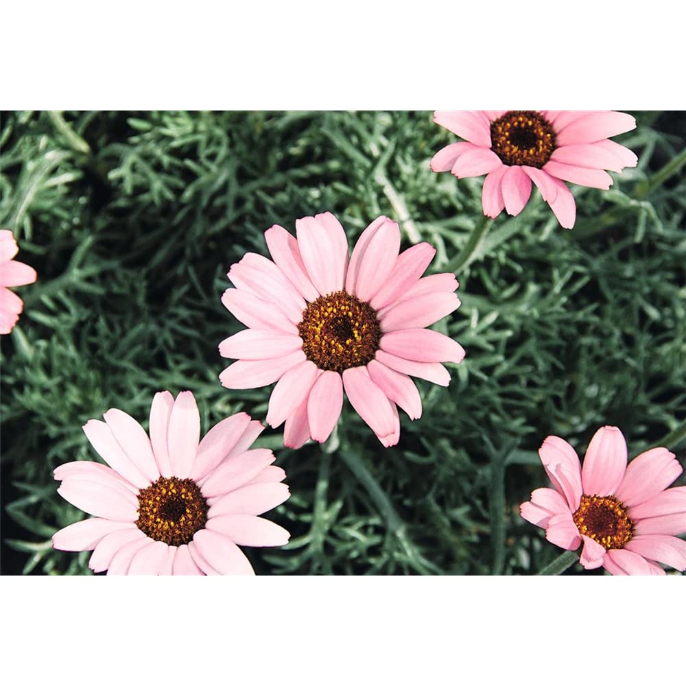Rosa Leucanthemum Blumensamen zur Aussaat – Wildblume Mischung – Traditionssorte & ohne Gentechnik Samen Hausgarten