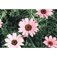 Rosa Leucanthemum Blumensamen zur Aussaat – Wildblume Mischung – Traditionssorte & ohne Gentechnik Samen Hausgarten